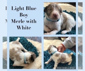 Australian Shepherd-Doodle Mix Puppy for sale in HARRISONBURG, VA, USA