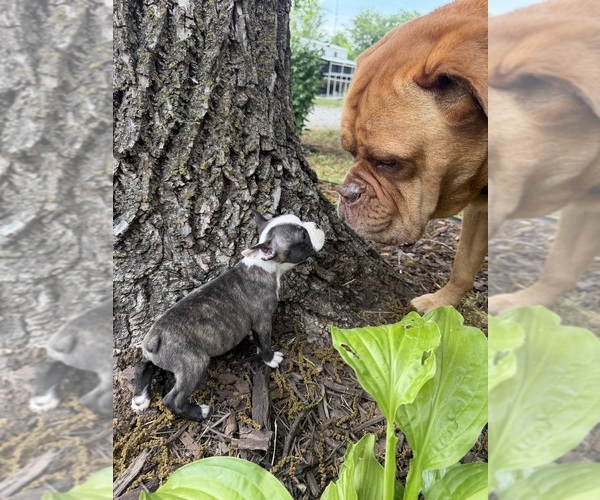 Medium Photo #5 Boston Terrier Puppy For Sale in FREDONIA, KS, USA