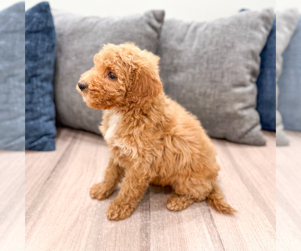 Medium Photo #41 Miniature Labradoodle Puppy For Sale in MILLERSBURG, OH, USA