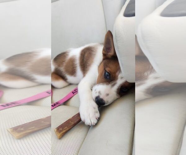 Medium Photo #5 Mutt Puppy For Sale in Sheboygan, WI, USA