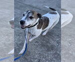 Small #1 Bullboxer Pit