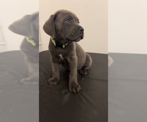 Cane Corso Puppy for sale in JOLIET, IL, USA