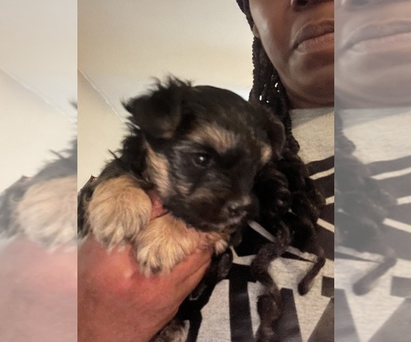 Medium Photo #5 Morkie Puppy For Sale in COLUMBIA, SC, USA