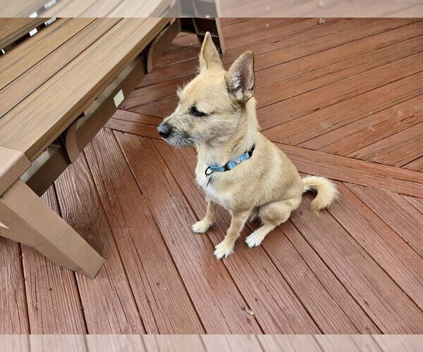 Medium Photo #6 Mutt Puppy For Sale in Springdale, PA, USA