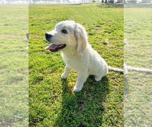 English Cream Golden Retriever Puppy for sale in SAN BERNARDINO, CA, USA