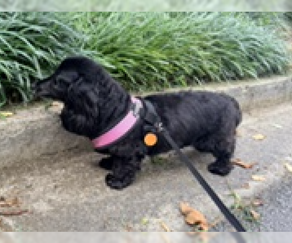 Medium Photo #2 Dachshund-Unknown Mix Puppy For Sale in Decatur, GA, USA