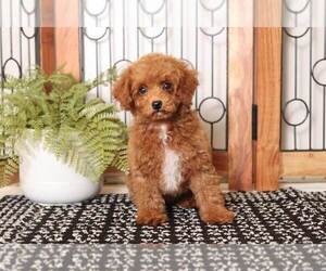 Poodle (Toy) Puppy for sale in NAPLES, FL, USA