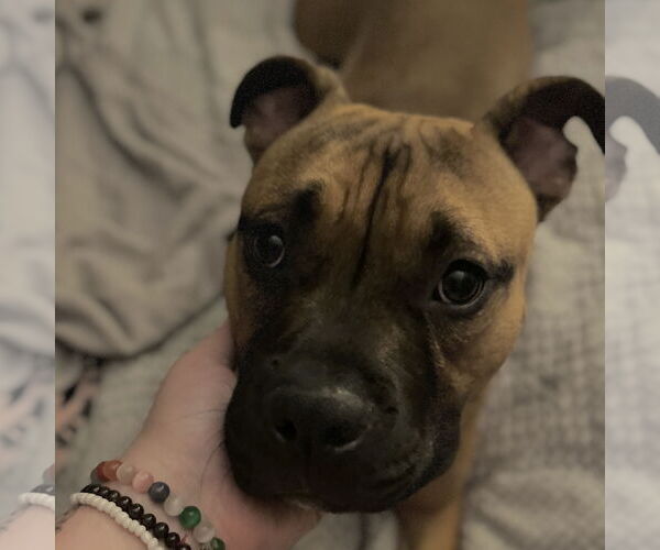 Medium Photo #17 Boxer-Unknown Mix Puppy For Sale in Holly Springs, NC, USA