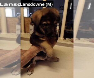 German Shepherd Dog-Unknown Mix Dogs for adoption in Oak Bluffs, MA, USA