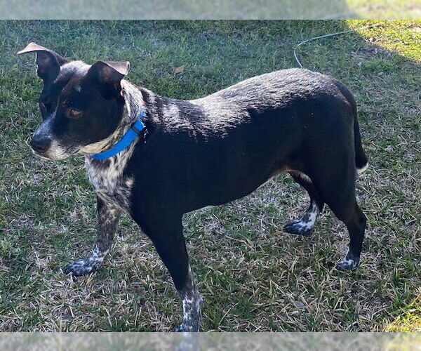 Medium Photo #3 American Pit Bull Terrier-Unknown Mix Puppy For Sale in Oakhurst, NJ, USA