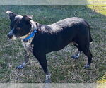 Small #2 American Pit Bull Terrier Mix