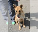 Small #2 Collie-German Shepherd Dog Mix