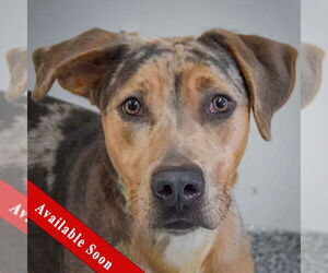 Catahoula Leopard Dog Dogs for adoption in Huntley, IL, USA