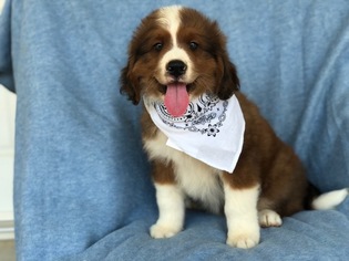 Miniature Bernedoodle Puppy for sale in EAST EARL, PA, USA