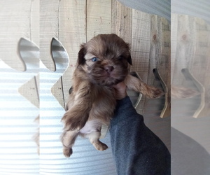 Shih Tzu Puppy for sale in BRADFORDSVILLE, KY, USA