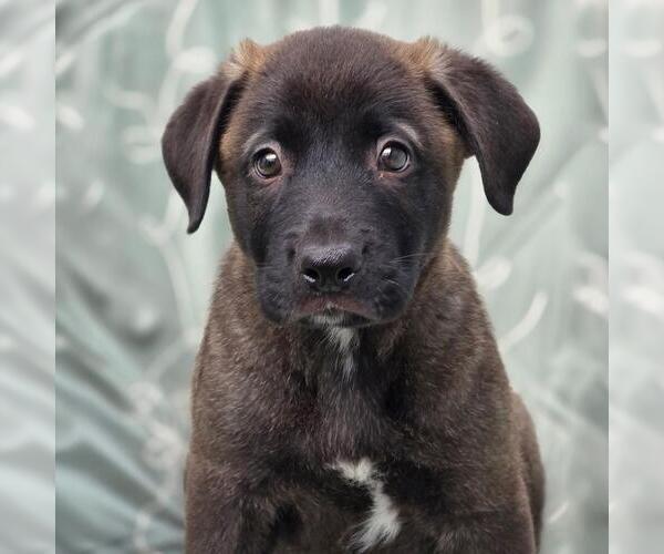 Medium Photo #1 Labrador Retriever-Unknown Mix Puppy For Sale in San Diego, CA, USA