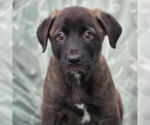 Labrador Retriever-Unknown Mix Dogs for adoption in San Diego, CA, USA
