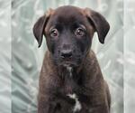 Small Labrador Retriever Mix