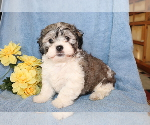 Zuchon Puppy for sale in SHILOH, OH, USA