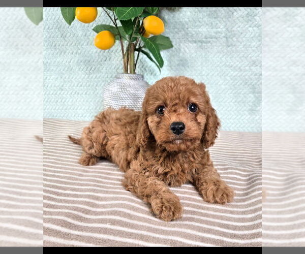Medium Photo #1 Cavapoo (Standard) Puppy For Sale in GREENFIELD, IN, USA