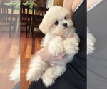 Teddy - Male Mal-Shi Puppy for Sale - Photo #2