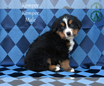 Small Photo #13 Bernese Mountain Dog Puppy For Sale in HARRISONBURG, VA, USA