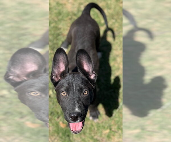 Medium Photo #1 Labrador Retriever-Unknown Mix Puppy For Sale in Great Bend, KS, USA