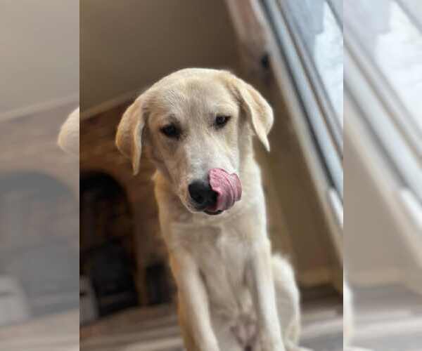 Medium Photo #2 - Mix Puppy For Sale in Bountiful, UT, USA