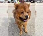 Small Chow Chow
