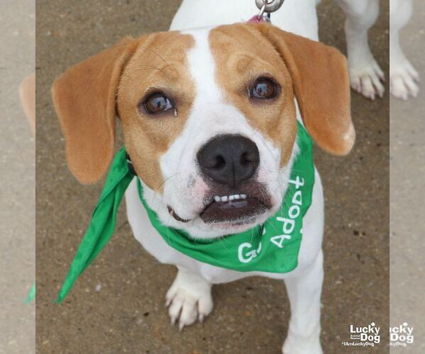 Medium Photo #4 Labrador Retriever-Treeing Walker Coonhound Mix Puppy For Sale in Washington, DC, USA