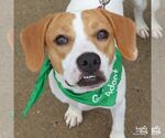 Small Photo #4 Labrador Retriever-Treeing Walker Coonhound Mix Puppy For Sale in Washington, DC, USA