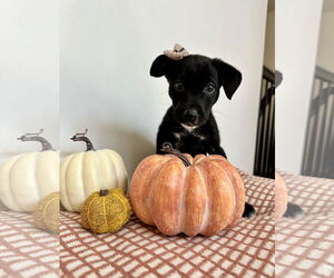 Labrador Retriever-Unknown Mix Dogs for adoption in MIDWAY, UT, USA