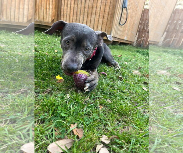 Medium Photo #7 American Pit Bull Terrier-Unknown Mix Puppy For Sale in Oakhurst, NJ, USA