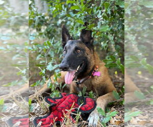 Peace - Located in NY - Male Mutt Dog for Adoption - Photo #4
