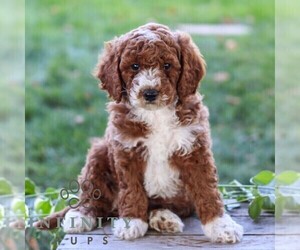 Goldendoodle (Miniature) Puppy for sale in LITITZ, PA, USA