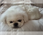 Snickers - Male Pekingese Puppy for Sale - Photo #5