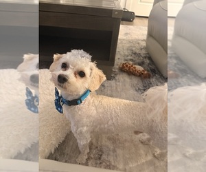Havapoo Puppy for sale in HOUSTON, TX, USA