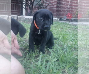 Labrador Retriever-Unknown Mix Dogs for adoption in The Woodlands, TX, USA