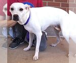 Small #1 Labrador Retriever Mix