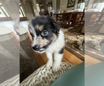 Small #12 Australian Shepherd