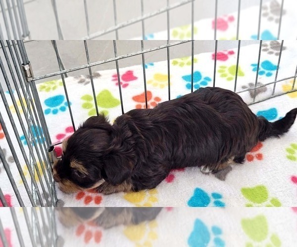 Medium Photo #10 Havashire Puppy For Sale in ORO VALLEY, AZ, USA