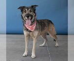 Small #1 German Shepherd Dog Mix