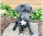 Small Photo #17 Australian Cattle Dog-Labrador Retriever Mix Puppy For Sale in BELLMEAD, TX, USA