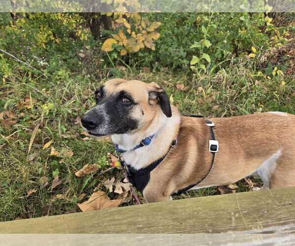 Medium Photo #3 Labrador Retriever-Unknown Mix Puppy For Sale in Kansas City, MO, USA