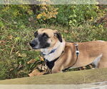 Small #2 Labrador Retriever Mix