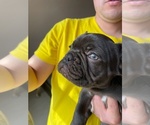 Small Photo #10 French Bulldog Puppy For Sale in CHULA VISTA, CA, USA