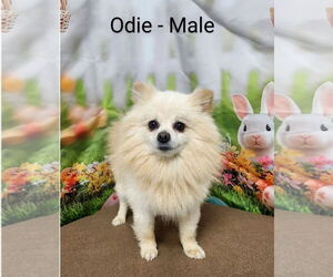 Pomeranian Dogs for adoption in Jackson Township, NJ, USA