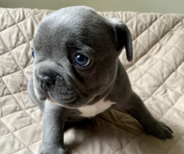 Medium Photo #3 French Bulldog Puppy For Sale in TRAVELERS REST, SC, USA