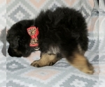 Small Photo #3 German Shepherd Dog Puppy For Sale in OKC, OK, USA