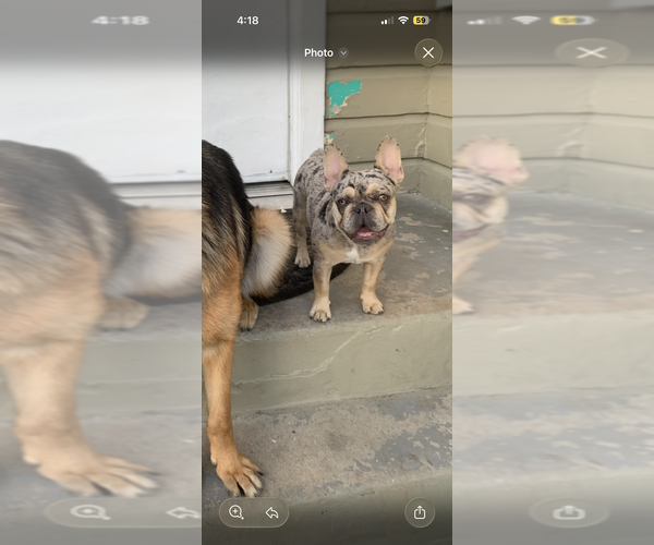 Medium Photo #1 French Bulldog Puppy For Sale in MONTEREY PARK, CA, USA